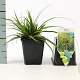 Carex morrowii GM P9