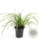 Carex morrowii 'Ice Dance' GM C1.3