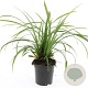 Carex morrowii 'Irish Green' GM C1.3