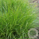 Carex remota GM P9