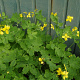 Chelidonium majus GM P9