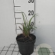 Carex pendula GM 2,0L