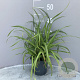 Carex pendula GM 2,0L