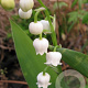 Convallaria maj. 'Fortin's Giant' GM P9