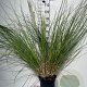 Cortaderia s. 'Pumila' GM 7,5L