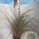 Cortaderia s. 'Pumila' GM 7,5L