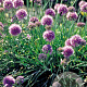 Allium senescens GM P9