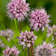 Allium senescens GM P9