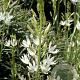 Camassia leichtlinii 'Alba' GM  P11