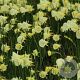 Narcissus (bul) 'Spoirot' GM P9