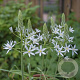 Ornithogalum ponticum 'Sochi' GM P9