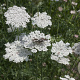 Daucus carota GM P9
