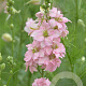 Delphinium Ocean Pink GM P9