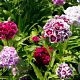 Dianthus b. Nana Compacta Mix GM P9