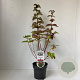 Leycesteria formosa 30-40 cm 2,0L