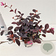 Loropetalum c. 'Fire Dance' 25-30 cm C1.5