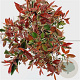 Photinia fraseri 'Little Fenna' 20-30 cm 2,5L