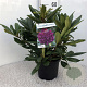 Rhododendron 'Marcel Menard' 30-40 cm 5,0L