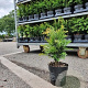 Taxus baccata 20-30 cm 2,0L