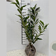 Prunus l. 'Caucasica' 60-80 cm met kluit