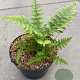 Dryopteris filix-mas GM 2,0L