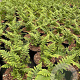 Dryopteris filix-mas GM 2,0L