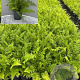 Dryopteris filix-mas GM 2,0L