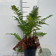 Dryopteris filix-mas GM 2,0L