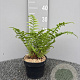 Dryopteris filix-mas GM 2,0L