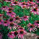 Echinacea purpurea GM P9