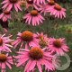 Echinacea purpurea GM P9