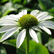 Echinacea p. 'Alba' GM P9