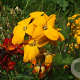 Erysimum cheiri GM P9