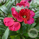 Erysimum 'Red Jep' GM P9