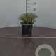 Festuca glauca GM 2,0L