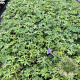 Geranium 'Johnson's Blue' GM 2,0L