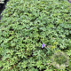 Geranium 'Johnson's Blue' GM 2,0L
