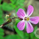 Geranium robertianum GM P9