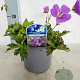 Geranium Rozanne C1.5 wortelecht