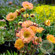 Geum rivale 'Mai Tai' GM P9