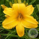Hemerocallis 'Chicago Sunrise' GM P9
