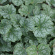 Heuchera americana 'Dale's Strain' GM P9