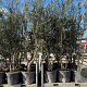 Quercus suber 175-200 cm cont. 130L meerstammig