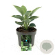 Hosta 'Big Daddy' GM 2,0L