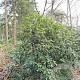 Rhododendron 'Cunningham's White' 200-300 cm met kluit boskwaliteit solitair