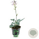 Hosta 'Halcyon' C1.5 wortelecht