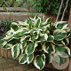 Hosta 'Patriot' C1.5 wortelecht