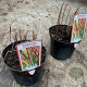 Imperata "Red Baron" GM 2,0L