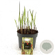 Imperata "Red Baron" GM 2,0L