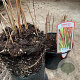 Imperata "Red Baron" GM 2,0L